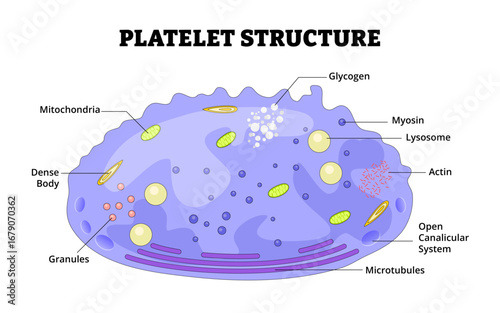 Platelets structure thrombocytes anatomy diagram. Biology educational poster. Labeled mitochondria, dense body, granules, glycogen, myosin, lysosome, actin, canalicular system, microtubules.