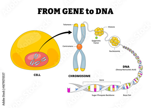 DNA structure anatomy diagram. Labeled cell, nucleus, chromosome, DNA Deoxyribonucleic Acid, nucleosome, histone, epigenetic factor, centromere, telomere, sugar phosphate backbone and base pair.