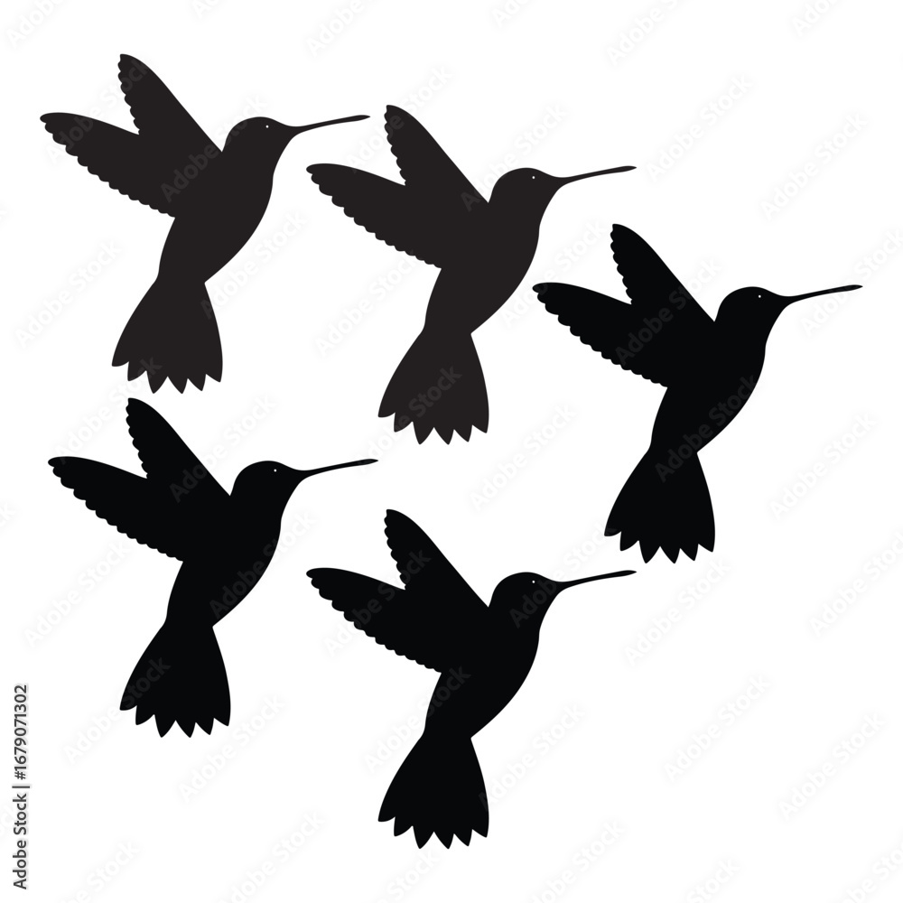 Fototapeta premium Silhouette Hummingbirds in Flight on White