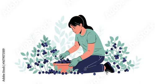 Young Woman Harvesting Fresh Berries from the Bushes during the Summer Season