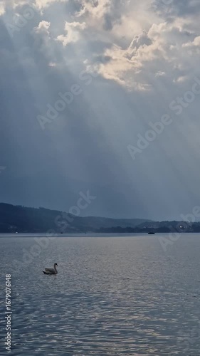 Elegant swan gliding on a calm lake in stunning light atmosphere.