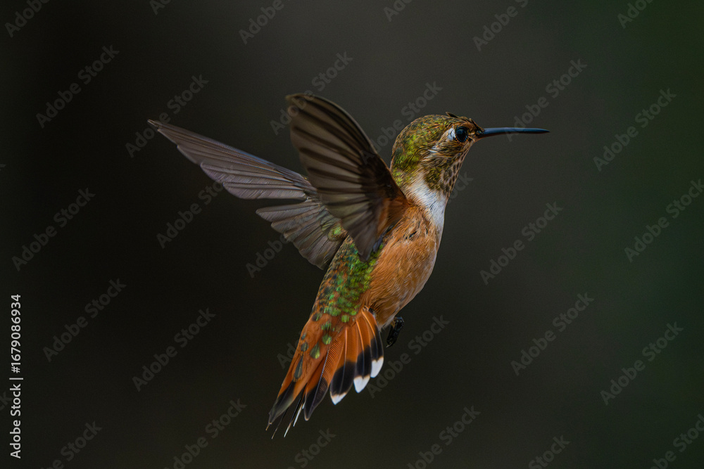 Fototapeta premium Rufous Hummingbird (Selasphorus rufus) Photo, in Flight Over a Dark Background