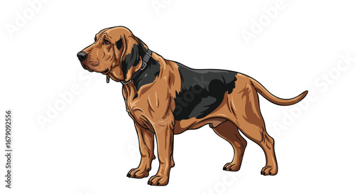 Illustration of a Focused Bloodhound Standing Alertly, Ready for Tracking Tasks, Emphasizing Breed Specific Details and Noble Canine Traits