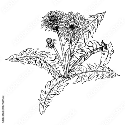 Hand drawn vector illustration of dandelion Taraxacum officinale plant with serrated leaves, stems, buds and flower heads in ink engraving style, ideal for herbal packaging, labels, logos, printmaking