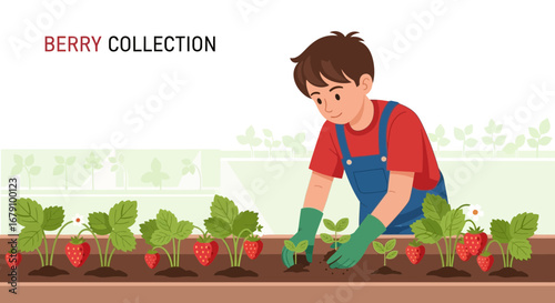 Young Gardener Planting Strawberry Plants with Fresh Strawberries in the Garden