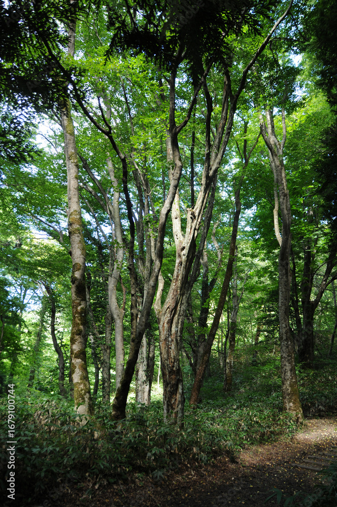 Obraz premium 初夏の森 1