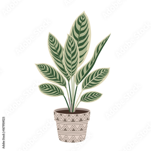 Lush green plant with striking leaf patterns in a decorative pot