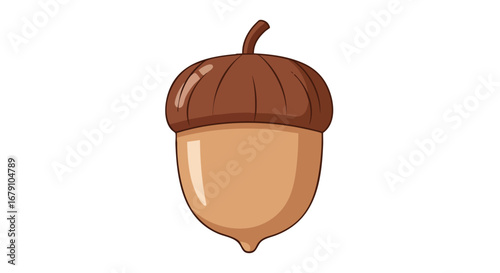 Illustration of a single acorn with a smooth brown cap and light tan body isolated on a clean white backdrop ideal for educational materials and