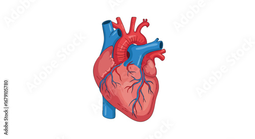 Detailed anatomical heart illustration emphasizing circulatory system structures, health, and medical accuracy for educational cardiovascular purposes