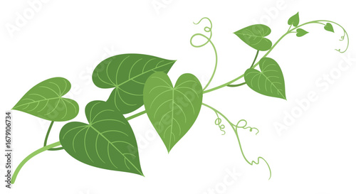 Elegant vector illustration featuring a climbing plant with heart-shaped leaves and delicate tendrils on a clean white background