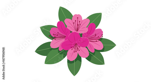 Artistic depiction of vibrant pink azalea blossoms surrounded by verdant foliage on a clean white background
