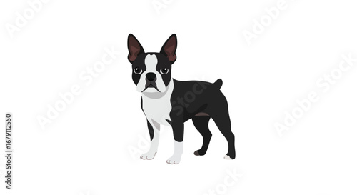 Charming Boston Terrier Illustration with Classic Black and White Markings Depicted with Elegant Simplicity