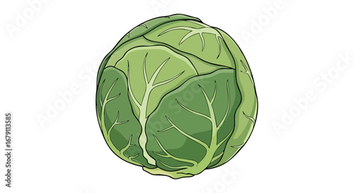 Isolated illustration of a fresh light green cabbage with leaf veins on a white background offering a vegetable healthy food and nutrition concept