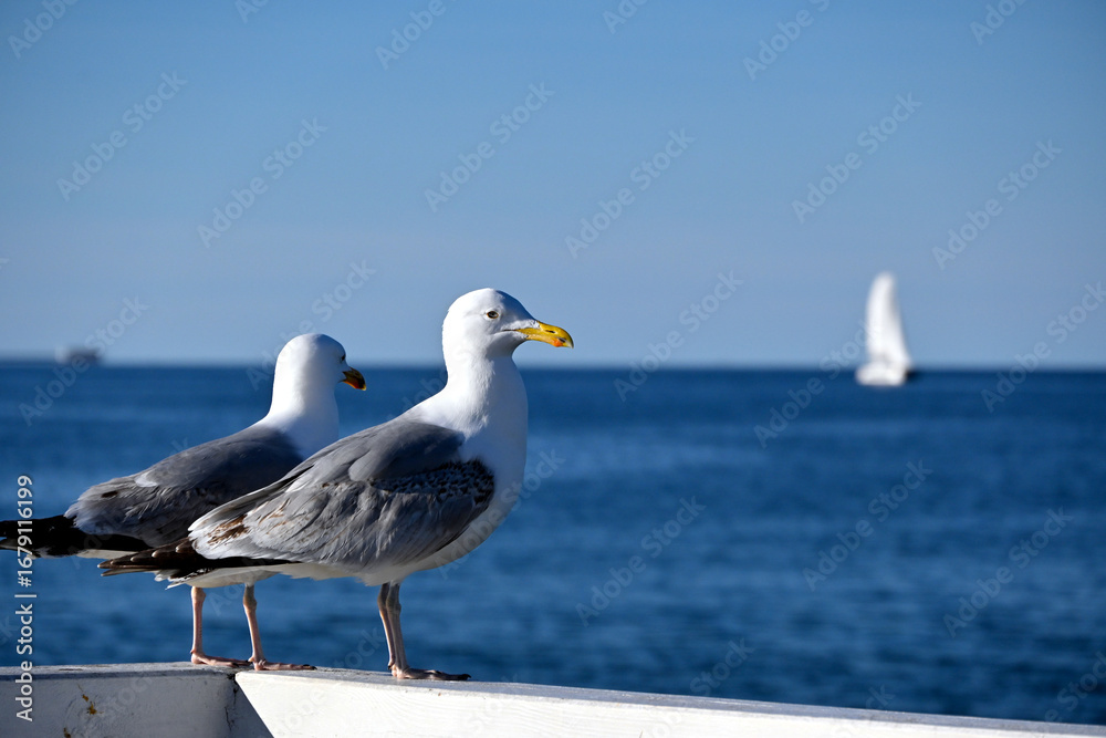 Obraz premium Pair of seagulls (Larinae) standing on the railing of the Sopot pier. Bird on a white balustrade with a blurred marine background.