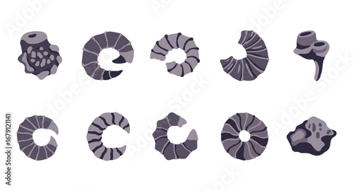Collection of stylized ammonites and marine fossils in flat design