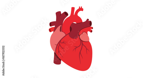 Stylized human heart illustration showcasing anatomical details in vibrant red hues with a clean white backdrop providing medical precision