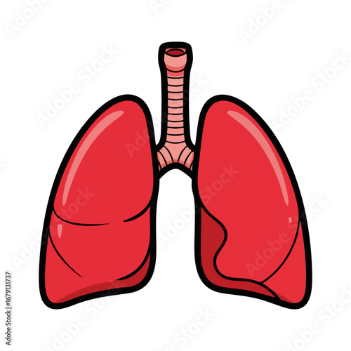Anatomical illustration of human lungs and trachea. Vector icon of the respiratory system for medical and healthcare concepts isolated on white background.