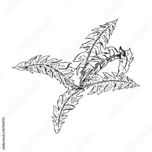 Hand drawn vector illustration of a dandelion leaf rosette with serrated shapes in ink style, useful for herbal packaging, labels, garden education posters, stationery, crafts and botanical prints