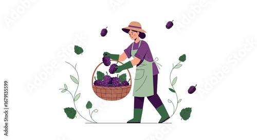 Woman Harvesting Grapes in Vineyard, Illustration of Agriculture and Farming Work