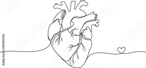 Anatomical heart illustration with heartbeat lines symbolizing life, love, and vital connection