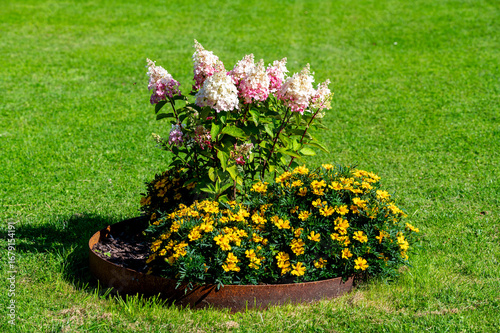 Hydrangea paniculata and tagetes planted in lawn