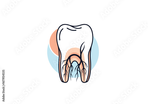 Understanding the inner workings of a tooth and its dental health importance