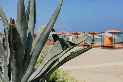 Relaxing summer scene: agav...