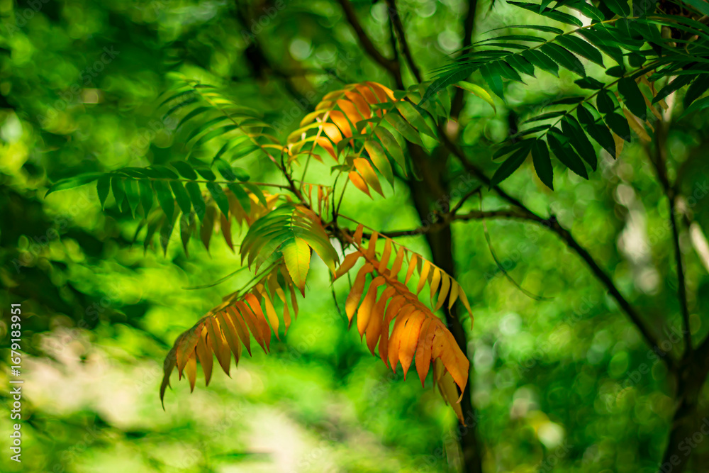 Fototapeta premium The first autumn leaves in early autumn.