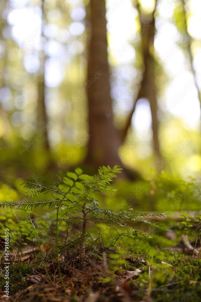 Naklejka premium Young fern growing in sunlit forest with soft focus background