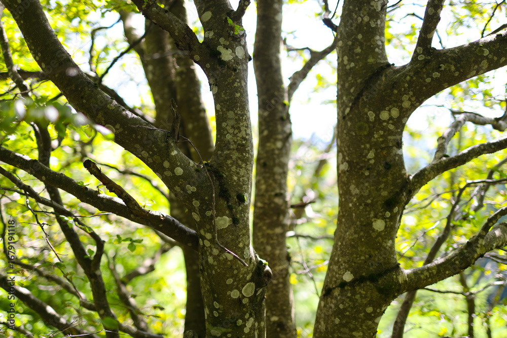 Obraz premium Sunlit tree branches with moss in lush forest