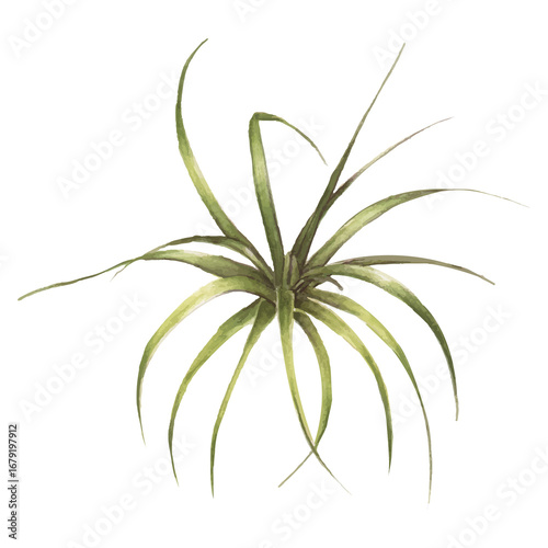 Bromeliad plant hand drawn png