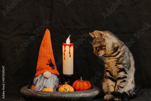 Kitten looks at Halloween decor in a plate.