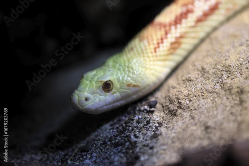 Gopher snake (Pituophis catenifer), adult, portrait, non-toxic, North America, captive