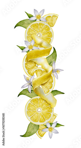 Lemon fruits, peel and flowers in a vertical arrangement. Watercolor drawing, isolated on white. Perfect for packaging, labels, menus, cosmetic and food product design.