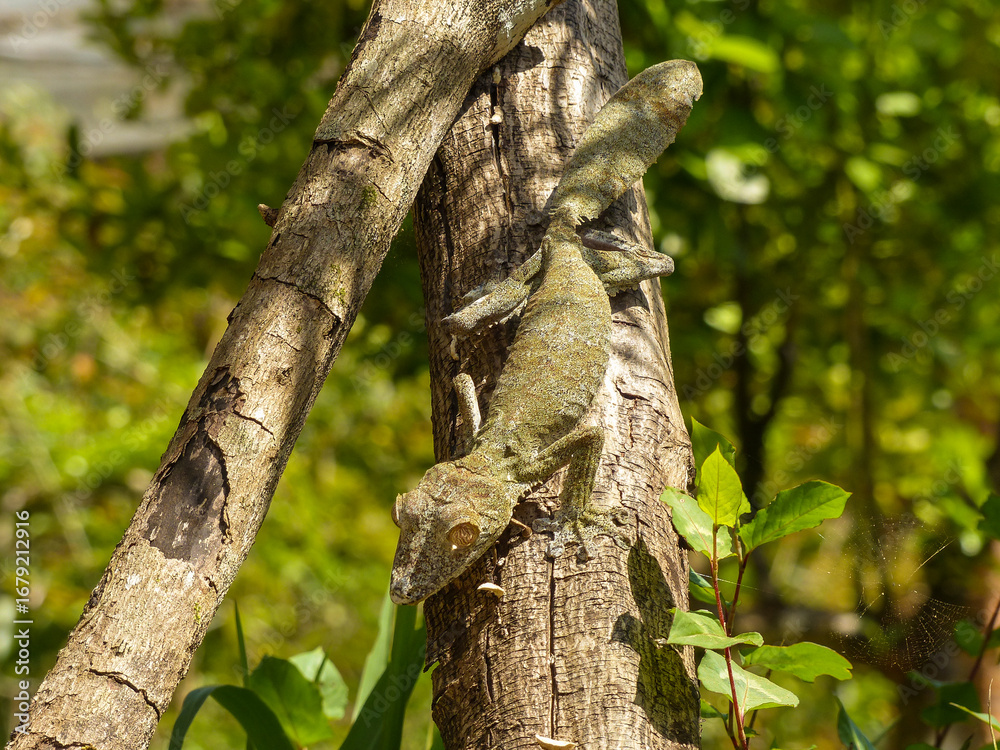 Fototapeta premium Leaf -Tailed Gecko is well camouflaged on a tree trunk in the forests of Madagascar