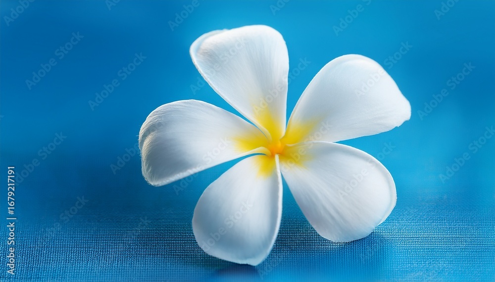 Fototapeta premium close up of delicate white plumeria blossoms against vibrant blue background