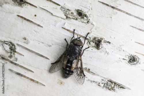 Gadfly (Hybromita bimaculata), Emsland, Lower Saxony, Germany