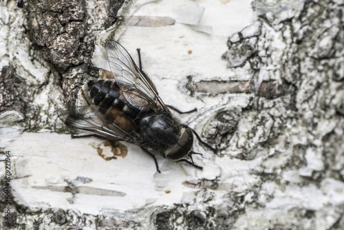 Gadfly (Hybromita bimaculata), Emsland, Lower Saxony, Germany