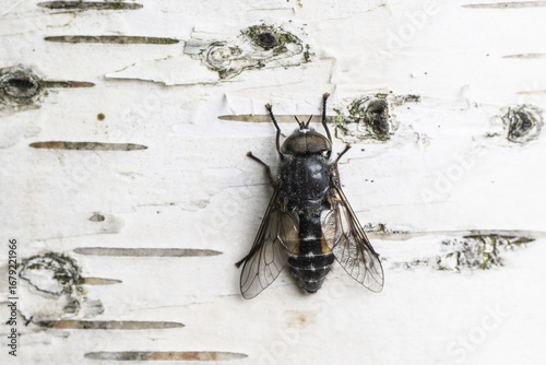 Gadfly (Hybromita bimaculata), Emsland, Lower Saxony, Germany