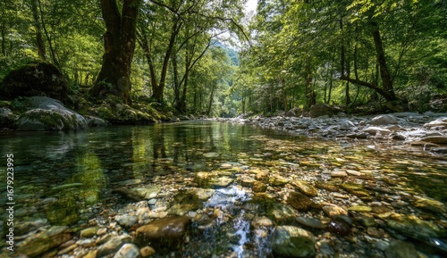 Crystal-clear stream in a lush forest