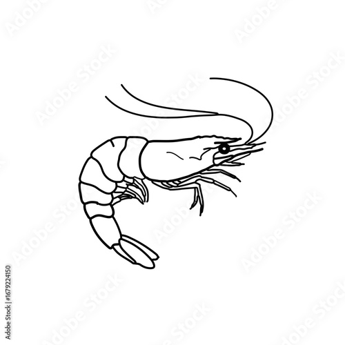 Elegant Line Art Drawing of a Single Shrimp