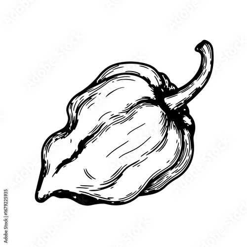 Detailed Hand-Drawn Illustration of a Bell Pepper