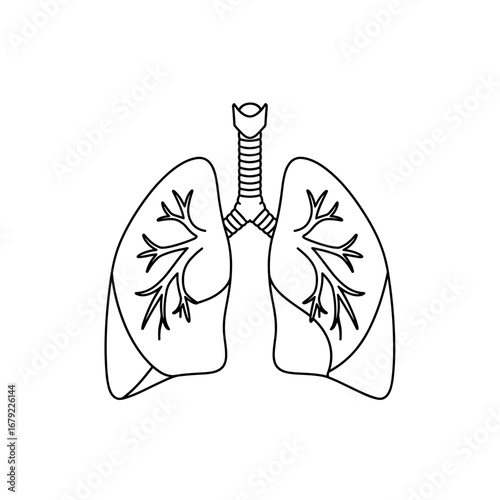 Simple Anatomical Illustration of the Lungs