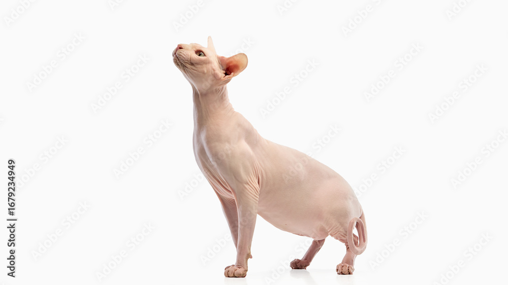 Naklejka premium Elegant sphynx cat standing upright with head raised on white background. Concept of exotic breed grace, feline posture, modern lifestyle photography, and poster design.