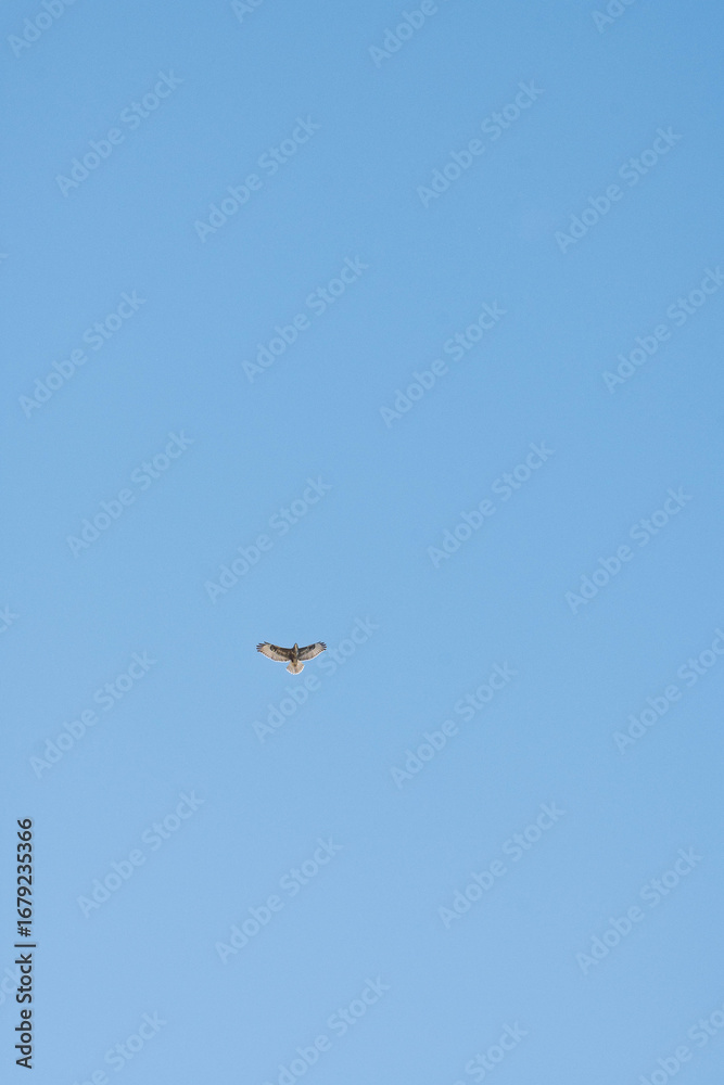 Fototapeta premium dans le bleu du ciel : le vol majestueux de la buse variable