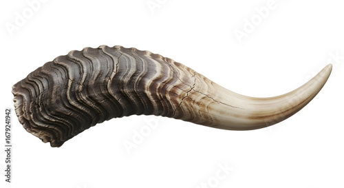 Animal horn isolated on white background
