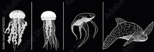 Black and white vector illustrations of jellyfish, sea turtle, and stingray marine animals with detailed line art on dark background with vertical dividers