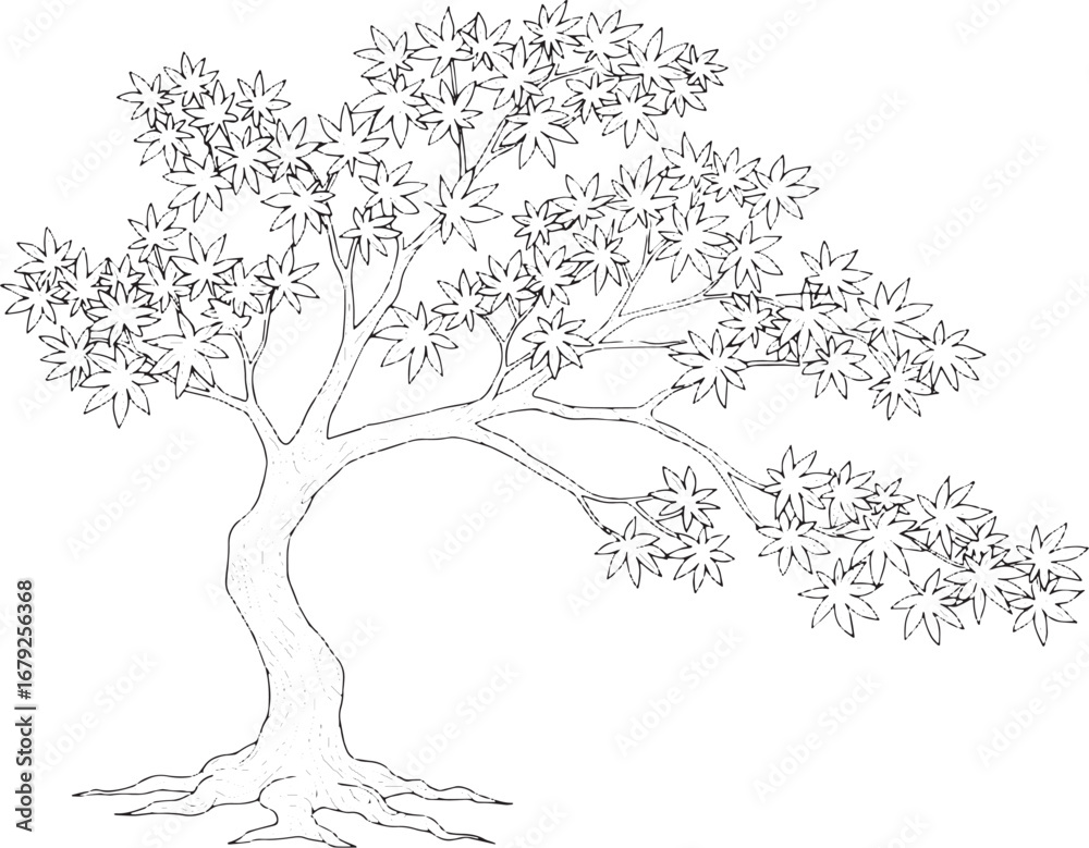 Obraz premium Detailed line drawing of a Japanese maple tree with delicate lea