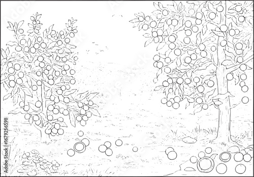 Macadamia Orchard Line Art Illustration with Fruiting Trees and