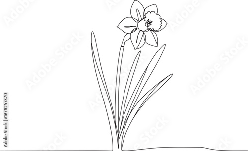 Elegant daffodil line art illustration, continuous outline drawi